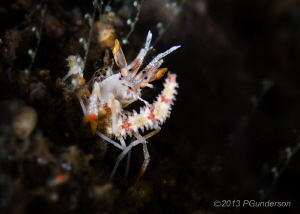 I've got dinner!
Tiny Phyllognathia ceratophthalmus with... by Pat Gunderson 